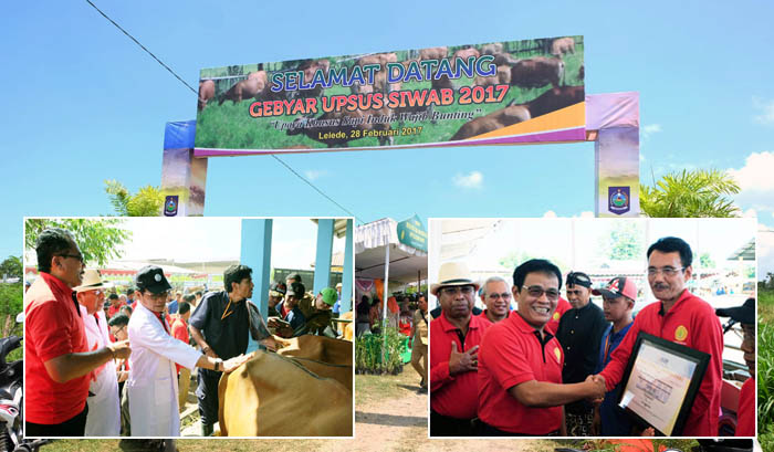 95 dari Target 395 Pedet, Realisasi Inseminasi Buatan Harian Upsus Siwab